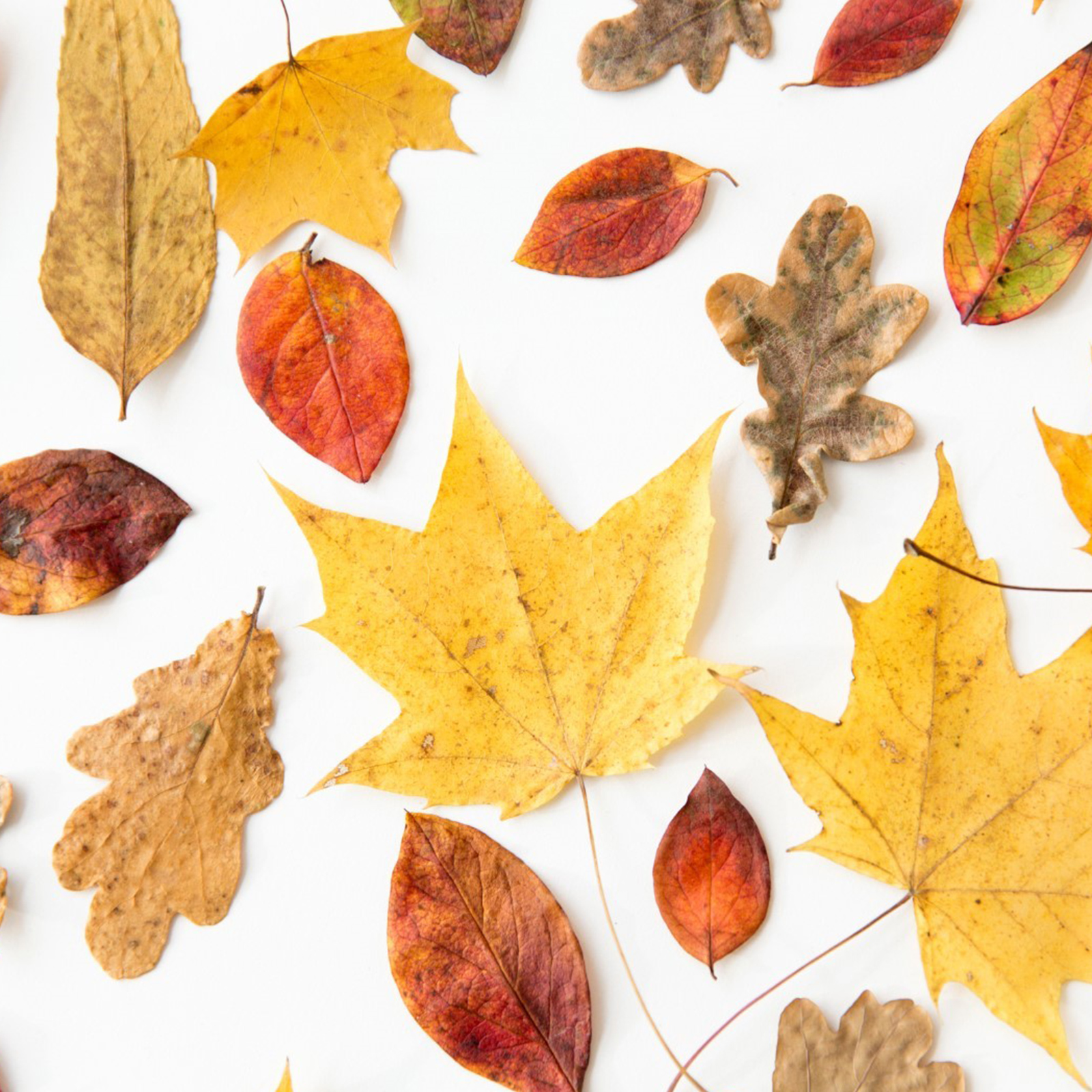 M01. TROVA LA PIANTA (Belvedere Inferiore)