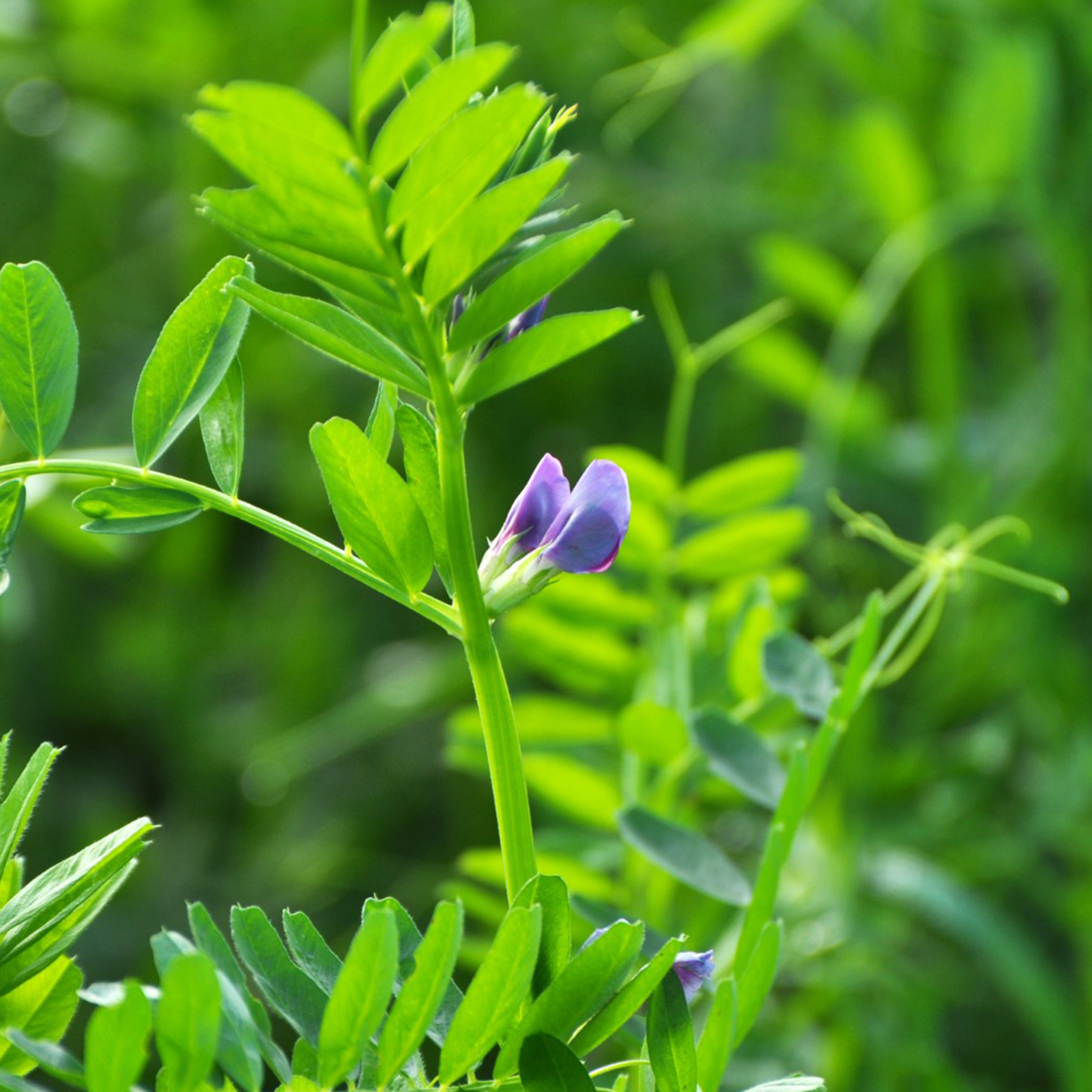 P04. DALLE PIANTE PIÙ SEMPLICI AI GRANDI ALBERI (Belvedere Inferiore)